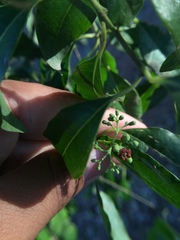 Jatropha gossypiifolia
