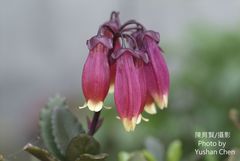 Kalanchoe porphyrocalyx