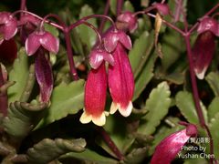 Kalanchoe porphyrocalyx