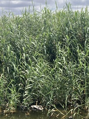Phragmites australis