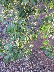 Jatropha gossypiifolia
