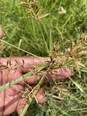 Cyperus esculentus