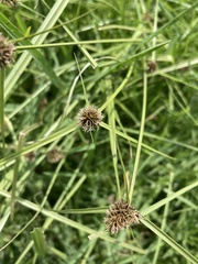 Cyperus teneristolon