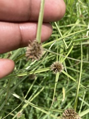 Cyperus teneristolon