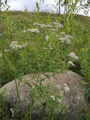 Achillea salicifolia