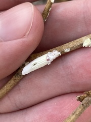 Crypticerya genistae