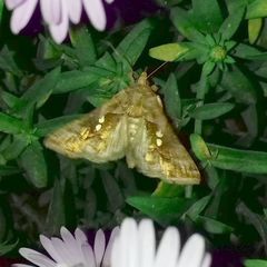 Chrysodeixis chalcites