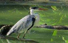 Ardea cocoi