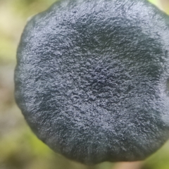 Arrhenia chlorocyanea