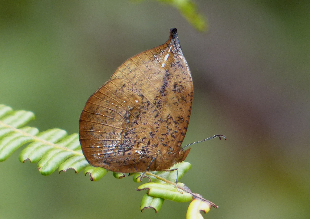 Heteropsis drepana