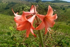 Hippeastrum stylosum