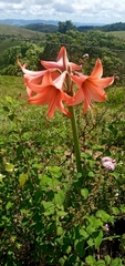 Hippeastrum stylosum