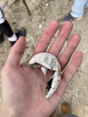 Caretta caretta