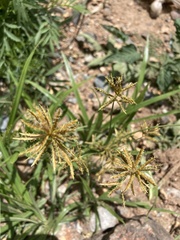 Cyperus