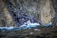 Lithophyllum byssoides