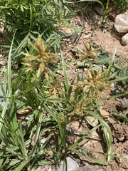 Cyperus