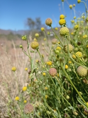 Helenium aromaticum