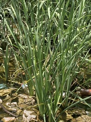 Typha capensis