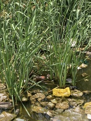 Typha capensis