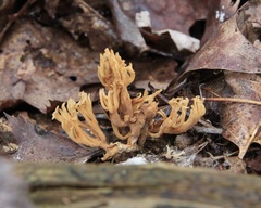 Lentaria byssiseda
