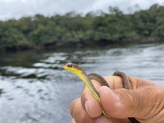 Chironius carinatus