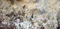 Lithophyllum byssoides