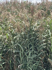 Phragmites australis