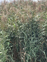 Phragmites australis
