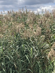 Phragmites australis