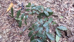 Ormosia hengchuniana
