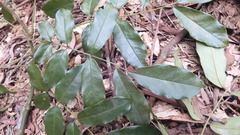 Ormosia hengchuniana