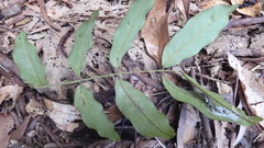 Ormosia hengchuniana