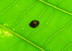 Cryptogonus orbiculus