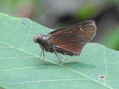 Polytremis lubricans