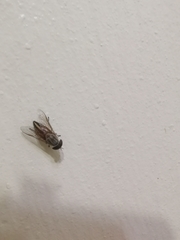 Tabanus