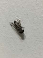 Tabanus