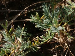 Astragalus sempervirens
