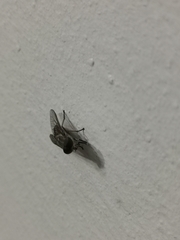 Tabanus