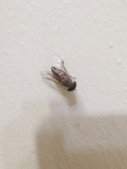 Tabanus