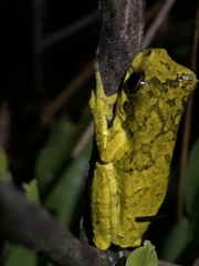 Dendropsophus microps