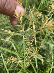 Cyperus