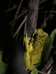 Dendropsophus microps