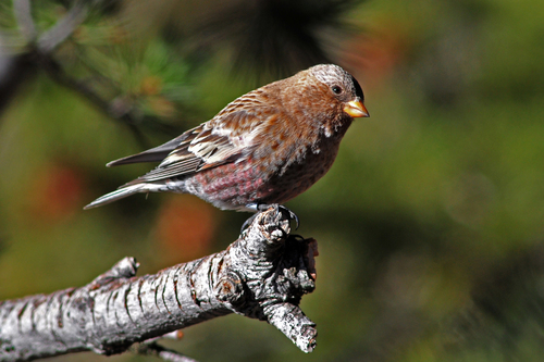 Brown-capped Rosy-Finch