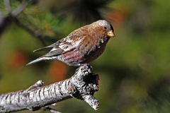 Brown-Capped Rosy-Finch photo 2