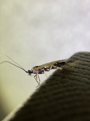 iNaturalist observation photo of Ichneumonid Wasps