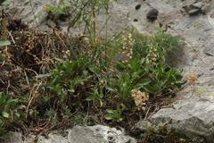 Silene italica
