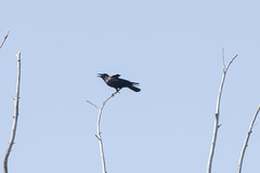 Corvus brachyrhynchos