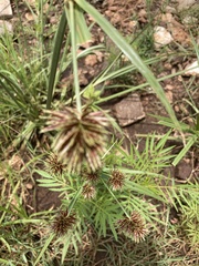 Cyperus congestus