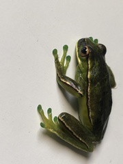Boana marginata