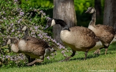 Branta canadensis